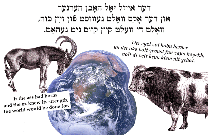 Yiddish: If the ass had horns and the ox knew its strength, the world would be done for.