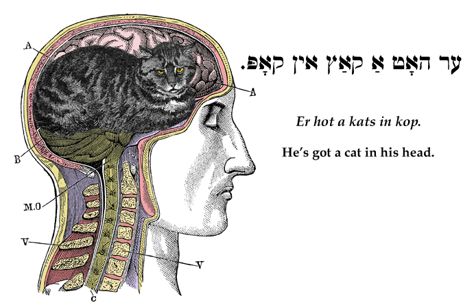 Yiddish: He's got a cat in his head.