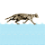 cat over water