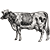 wednesday-cow