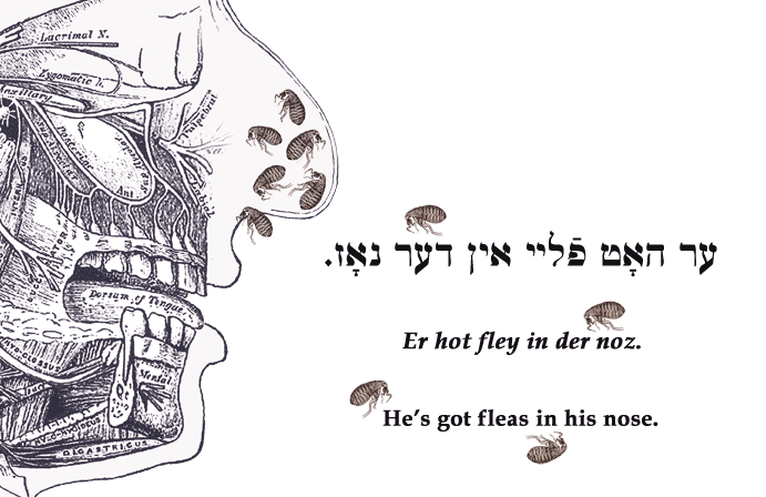 Yiddish: He's got fleas in his nose.